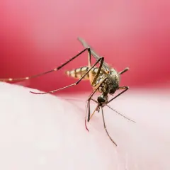 Komar na skórze, szukający krwi. Zastanawiasz się, co odstrasza komary? Ten owad jest dowodem, że potrzebujemy skutecznych metod ochrony.