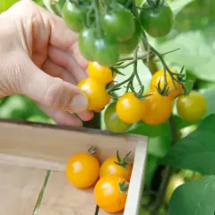 Main d'une personne récoltant des tomates cerises jaunes mûres sur un pied de tomate cerise, avec d'autres tomates dans une caisse en bois.