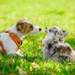 Dos perros, uno grande con arnés naranja y otro pequeño merle, se miran en la hierba. Un ejemplo de como socializar a un perro.