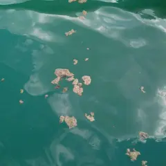 Des amas d'algues lac flottent à la surface de l'eau, reflétant le ciel nuageux.