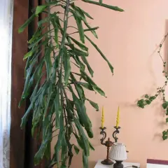 Długa, zwisająca dracena, której kwiaty są trujące, rośnie obok okna. Na ścianie wisi obraz i pnącze.