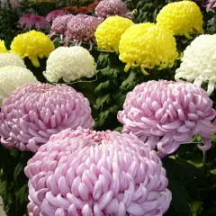Fiori di crisantemi rosa, gialli e bianchi in piena fioritura, un'esplosione di colori che celebra la coltivazione crisantemi.