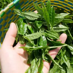 Frische Teeblätter in einer bunten Korbtasche. Sie sind die Grundlage dafür, aus was besteht Matcha: fein gemahlenes Pulver aus diesen Blättern.