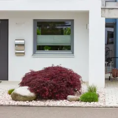 Nowoczesna sień z ciemnymi drzwiami, skrzynką na listy i ozdobnym klonem japońskim.