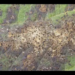 Feuille de pommier atteinte d'une maladie, montrant des taches brunes et de petits points noirs, signes d'un insecte nuisible.