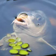 Karp wynurza pysk z wody, pokazując wąsy. Widać, że ten karp spełnia wymiar ochronny.