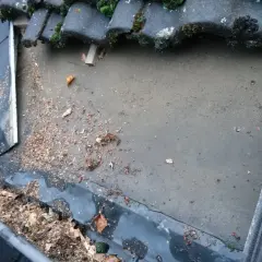 Takränna full av löv och skräp. Takpannor med mossa. Ser ut som någon ska spika takpapp.