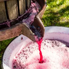 Traubenmost fließt aus einer alten Presse in eine Schüssel. So wird Wein hergestellt, kurzfassung.