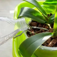 Arrosage d'une orchidée en fleurs. De l'eau est versée d'une bouteille sur les racines aériennes et le substrat d'écorces.