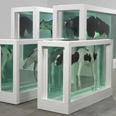 Four preserved calves, a mother and child divided, are displayed in glass tanks.