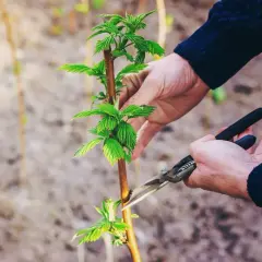 Dłonie przycinają młode pędy malin w ogrodzie.
