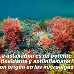 Un lecho marino vibrante con algas rojas y verdes. La astaxantina, un potente antioxidante, se encuentra en estas microalgas.