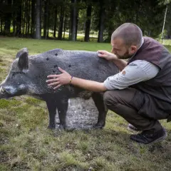 Man tränar på vildsvinsfigur inför jakttid vildsvin. Skottmarkeringar syns på figuren.
