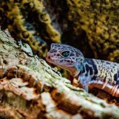 Un gecko animal de lunares, con ojos azules brillantes, se asoma desde una rama rugosa.