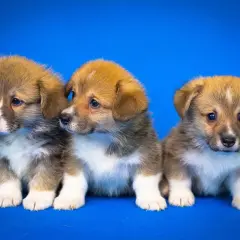 Trzy urocze szczenięta corgi siedzą obok siebie na niebieskim tle. Czy to pies czy suka? Trudno powiedzieć, ale wszystkie są słodkie!