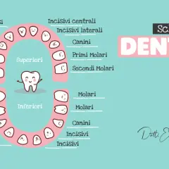 Schema dei dentini per bambini di 2 anni, con indicazioni sui tempi di eruzione dei denti da latte.