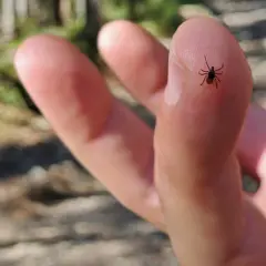 Kleszcz na palcu, przypomnienie o potrzebie szczepionki na boreliozę.