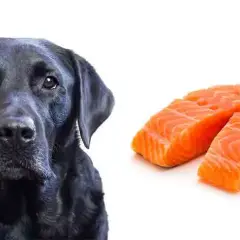 Czy pies może jeść sushi? Poznaj zasady bezpiecznego karmienia pupila
