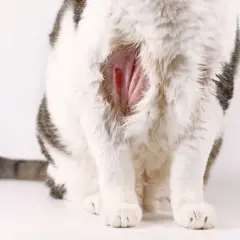 Katze kratzt sich blutig, vielleicht helfen Hausmittel. Die Haut ist gerötet und wund.