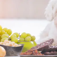 Czy pies może jeść cebulę? Niebezpieczeństwa i bezpieczne alternatywy