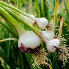 Frisch geernteter Knoblauch mit Wurzeln und grünen Stielen, bereit zum Trocknen. Das Ergebnis von sorgfältigem Knoblauch pflanzen.