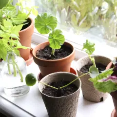 Små plantor i krukor på en fönsterbräda, redo att odla blommor. En grön lime ligger bredvid en kruka.