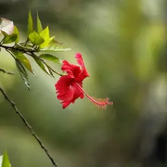 Czerwony kwiat hibiskus w doniczce, z długim słupkiem i listkami, na rozmyty zielony tle.