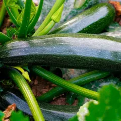 Mörka, glänsande squash diamant slingrar sig bland gröna blad och stjälkar. En gul blomma lyser upp bilden.