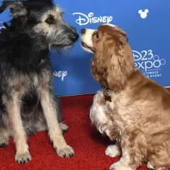 Zakochany kundel i jego towarzyszka, jak z filmu, na czerwonym dywanie D23 Expo.