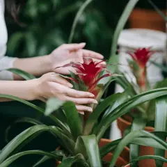 Dłonie delikatnie dotykają jaskrawoczerwonego kwiatu guzmania, otoczonego przez bujne, zielone liście.