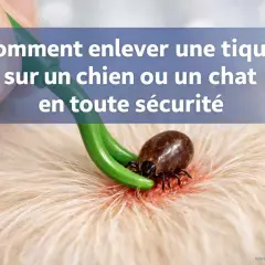 Un outil vert retire une tique sur un chien. La saison des tiques est là, apprenez à les enlever en toute sécurité.