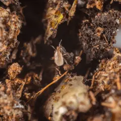 Roztocza w terrarium: Jak rozpoznać i zwalczyć? Poradnik