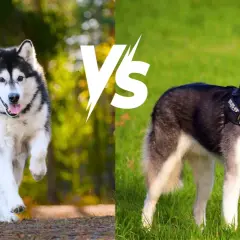 Husky czy malamut: który pies lepiej pasuje do twojego stylu życia?