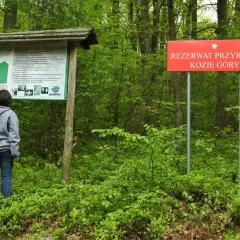 Rezerwat przyrody Kozie Góry: unikalna fauna, flora i atrakcje