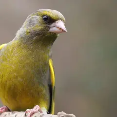 Grönfink, en fågel som liknar steglits, sitter på en gren.