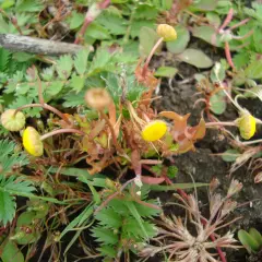 Petites fleurs jaunes et bourgeons sur des tiges fines, entourés de feuilles vertes dentelées, évoquant une **cotule pied-de-corbeau** dans un sol rocailleux.