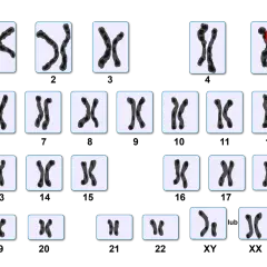 Kariotyp człowieka: 22 pary autosomów i jedna para chromosomów płci (XX lub XY). Ile człowiek ma chromosomów? 46.