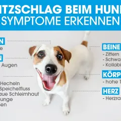Ein Hund zu warm? Symptome erkennen: Krämpfe, glasige Augen, starkes Hecheln, Zittern, hohe Temperatur, Herzrasen. PETA warnt vor Hitzschlag.