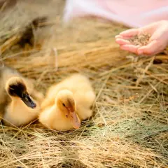 Zwei süße Küken im Heu, eine Hand bietet ihnen Körner an. So lernen sie, was fressen wildenten.