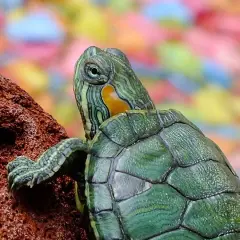 Una tortuga de agua, con su caparazón verde y rayas verdes y amarillas en la cabeza, se aferra a una roca.