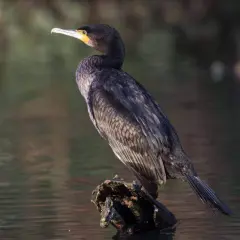 Kormoran z żółtą plamą przy dziobie siedzi na kawałku drewna w wodzie.