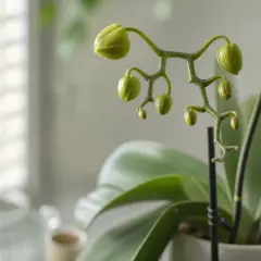 Tige d'orchidée avec plusieurs arrosage orchidée en bouton, prêts à éclore. Les feuilles vertes sont floues en arrière-plan.