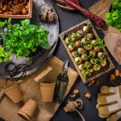 Germogli di bulbi e piantine verdi, pronti per essere trapiantati. Ecco cosa si semina a gennaio per un giardino rigoglioso.