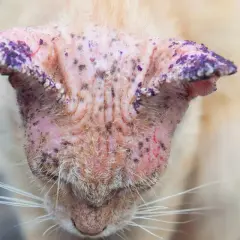 Gato con piel irritada y escamas moradas en las orejas, indicativo de hongos en gatos.