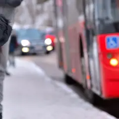 Ein Berner Sennenhund wartet geduldig am Straßenrand, während ein roter Bus vorbeifährt. Vielleicht sind diese Hunde im Bus unterwegs zu einem Abenteuer.