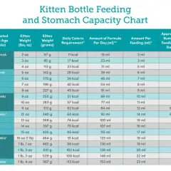 Kitten bottle feeding and stomach capacity chart showing age, weight, caloric needs, and formula amounts per day and feeding.