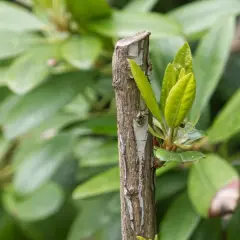 Ny tillväxt spirar från en nyligen klippt rhododendron.