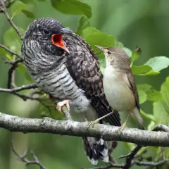 Ein großer Kuckuck Vogel mit offenem Schnabel wird von einem kleineren Vogel gefüttert.