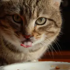 Gato atigrado saborea su pienso salvaje con la lengua fuera.