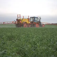 Traktor z opryskiwaczem wykonuje dokarmianie dolistne rzepaku na zielonym polu.
